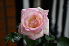 My Rose Garden4