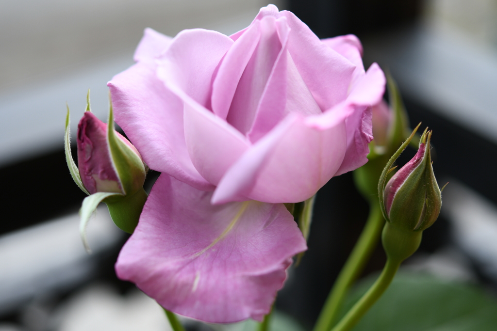 My Rose Garden58