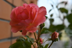 My Rose Garden152