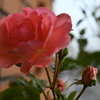 My Rose Garden152