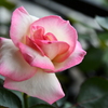 My Rose Garden108