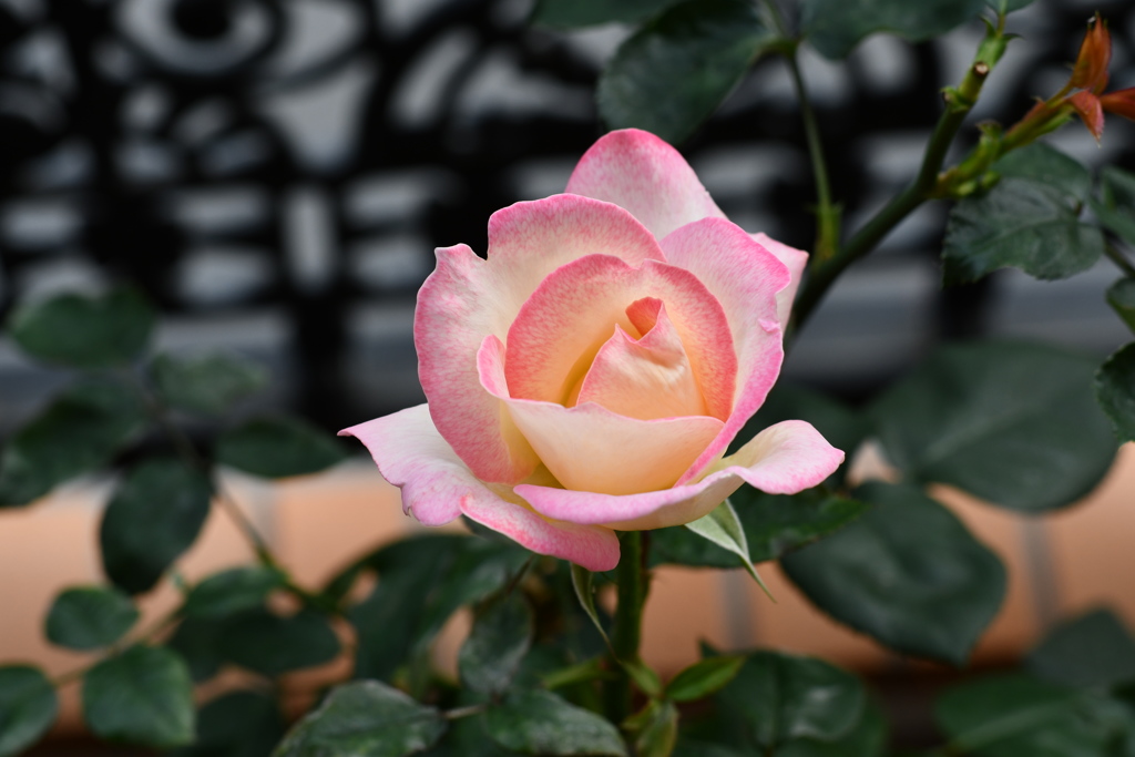 My Rose Garden6