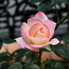 My Rose Garden6