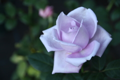 My Rose Garden78