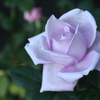 My Rose Garden78