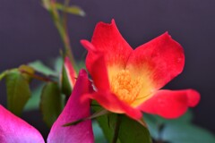 My Rose Garden99
