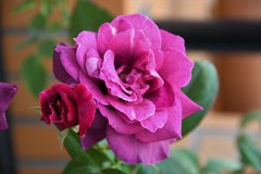 My Rose Garden35