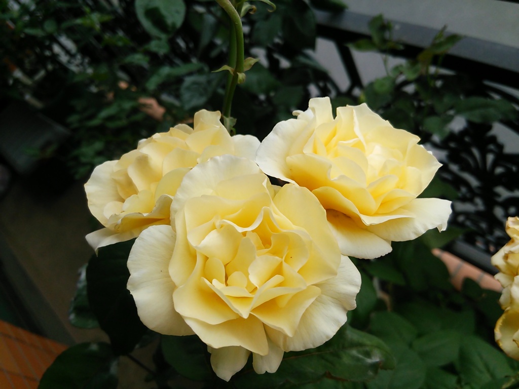 My Rose Garden52