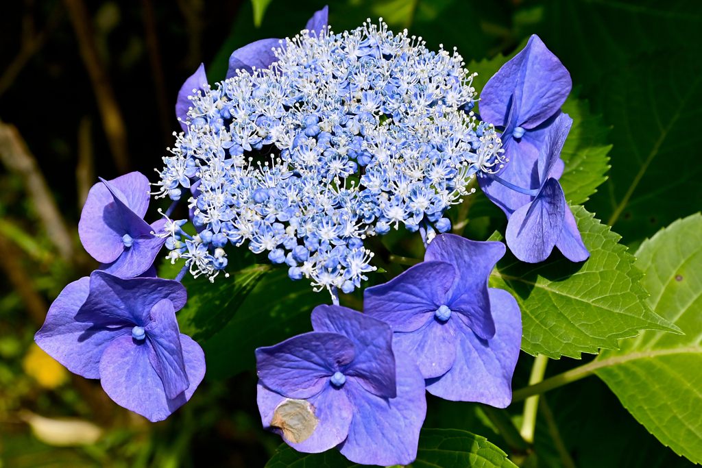 青つぶつぶから開花