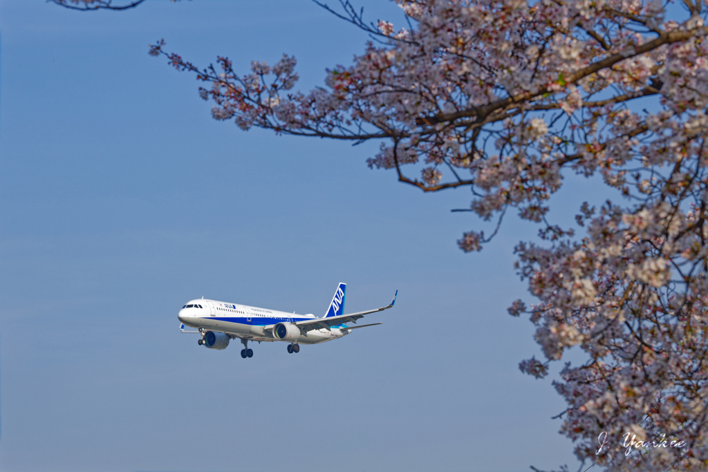 桜添え