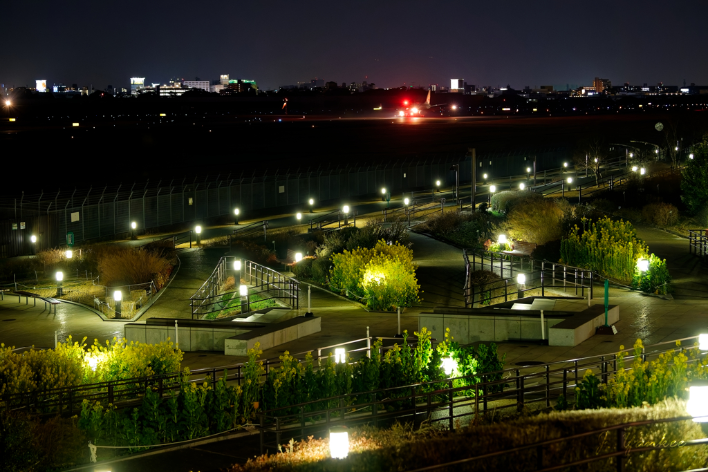 夜菜の花