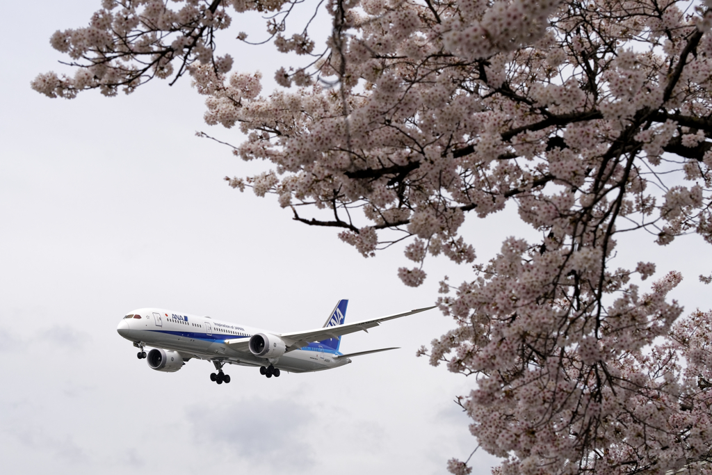 桜の咲くころに（2/3）