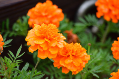 スカイランドの花たち (1)