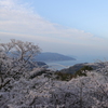 しまなみ海道　〜伯方島 開山公園の桜〜