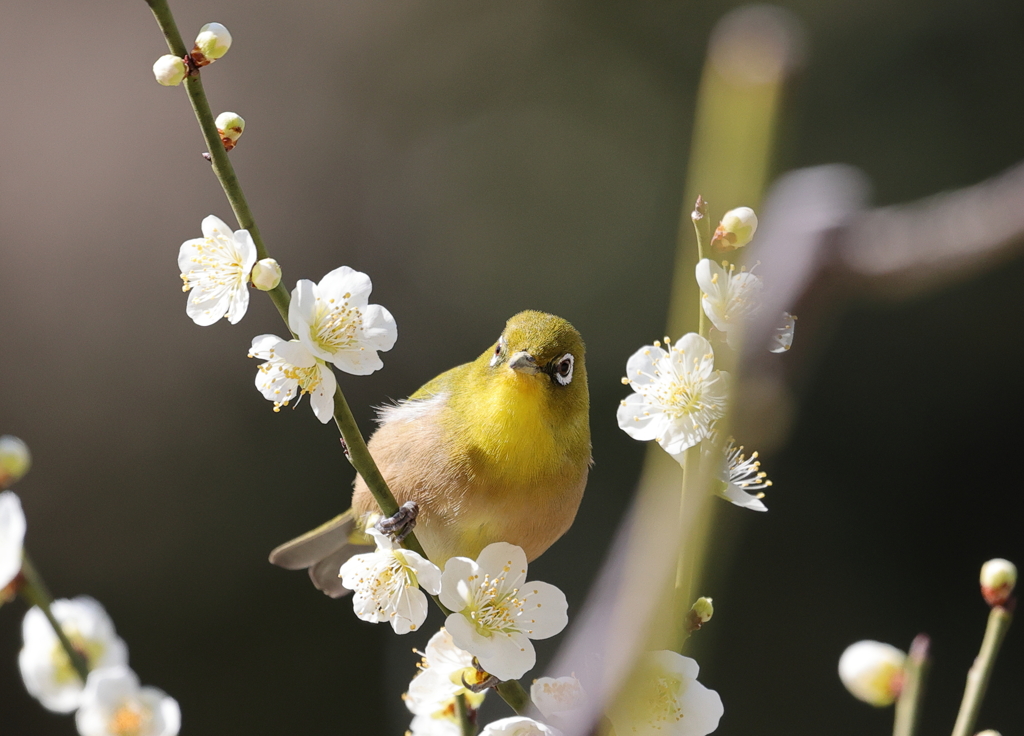 縮景園のウメジロー