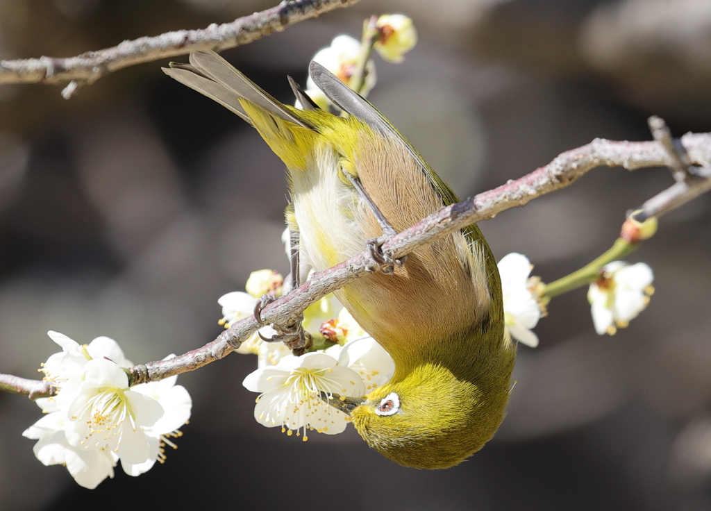 縮景園のウメジロー