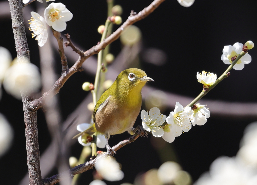 縮景園のウメジロー