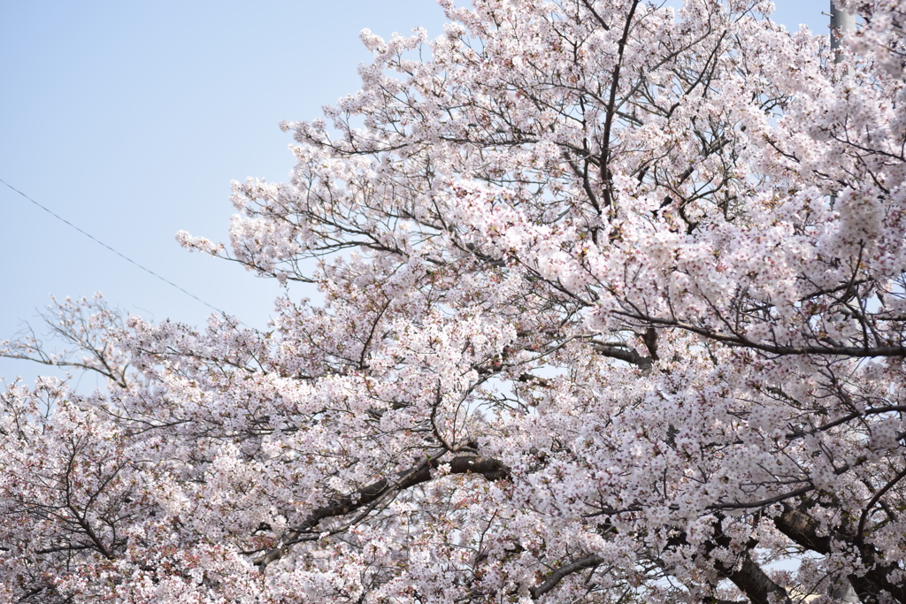 矢那川公園