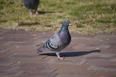 袖ヶ浦海浜公園