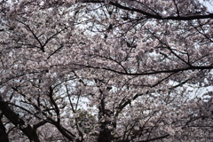 大田山公園