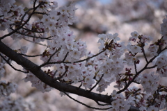 大田山公園