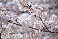 矢那川公園