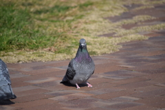 袖ヶ浦海浜公園