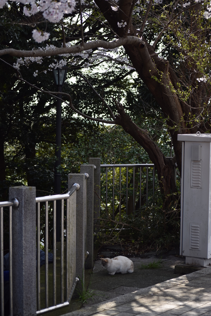 大田山公園