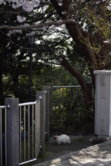 大田山公園
