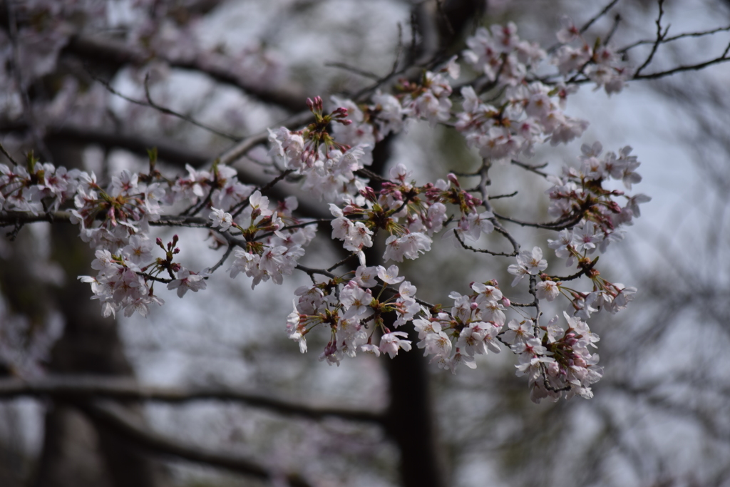 大田山公園
