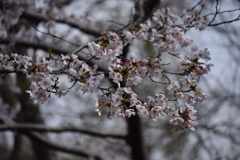 大田山公園