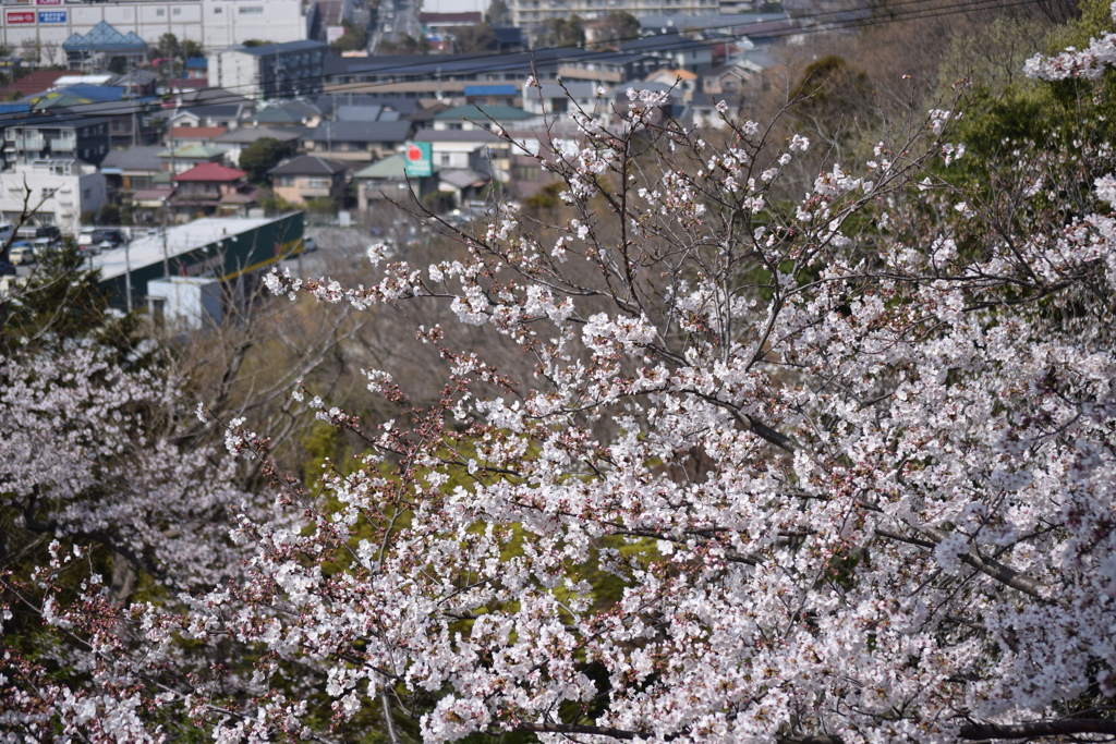 大田山公園