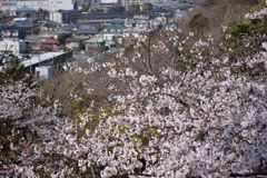 大田山公園