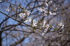 大田山公園