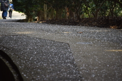 大田山公園