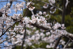 大田山公園