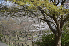 大田山公園