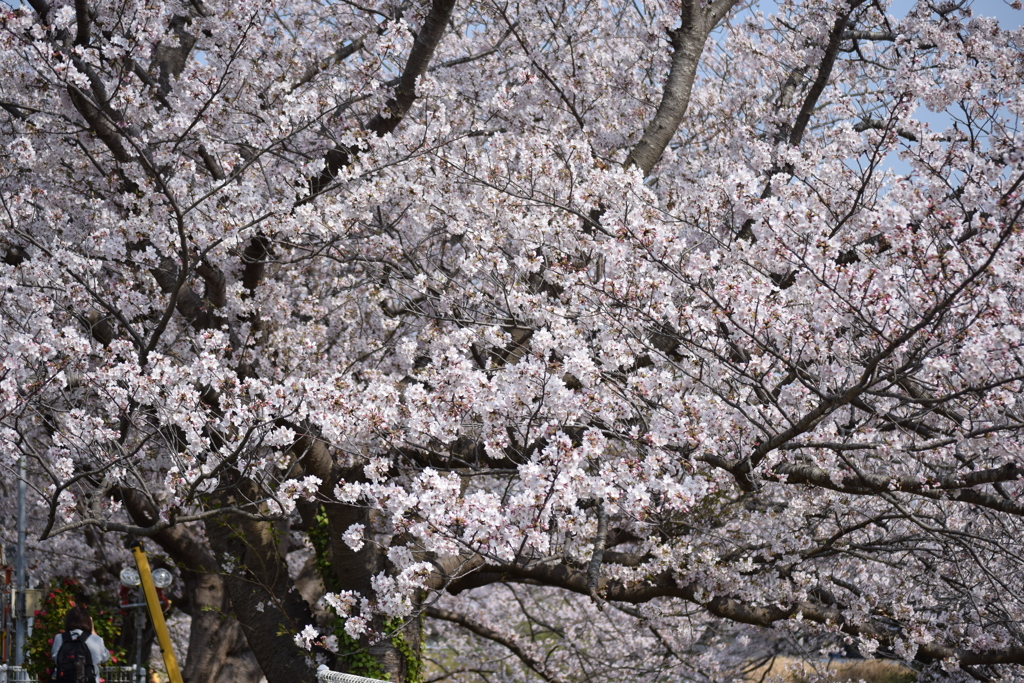 矢那川公園