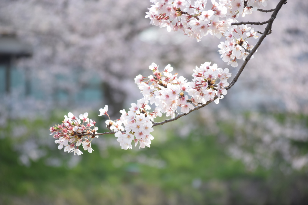 矢那川公園