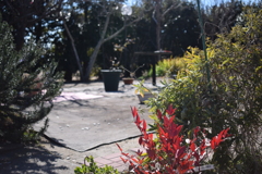 紅葉かよ