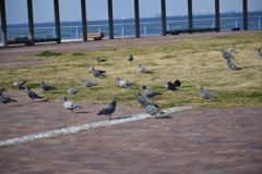 袖ヶ浦海浜公園