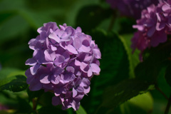 紫陽花