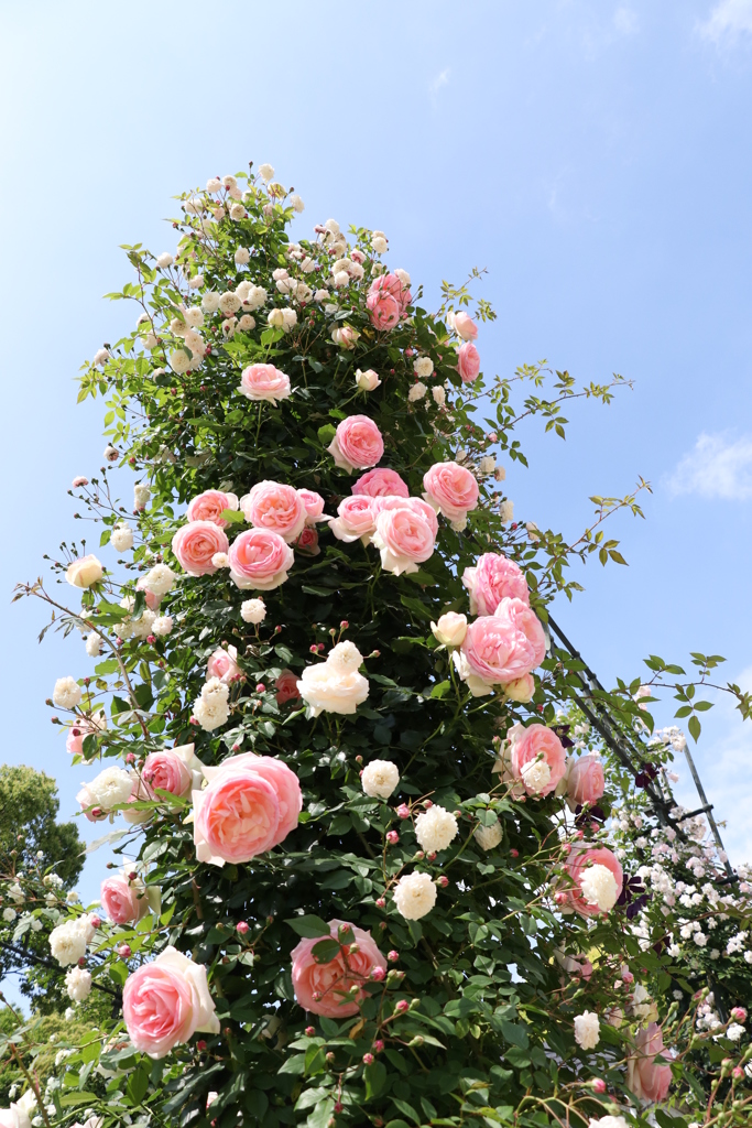 2018薔薇祭り9