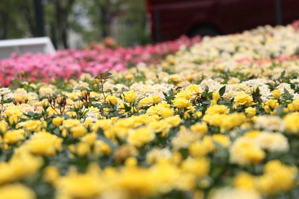 2018薔薇祭り8