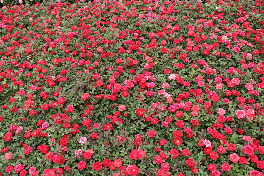 2018薔薇祭り5