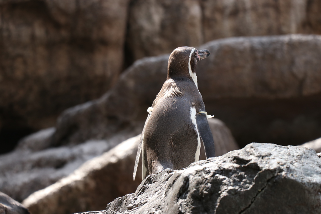 ペンギン