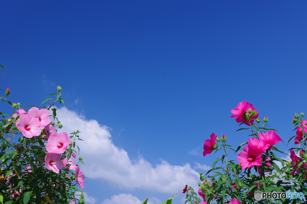 青空を仰ぐ