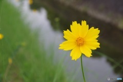 胸に咲いた黄色い花