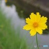 胸に咲いた黄色い花