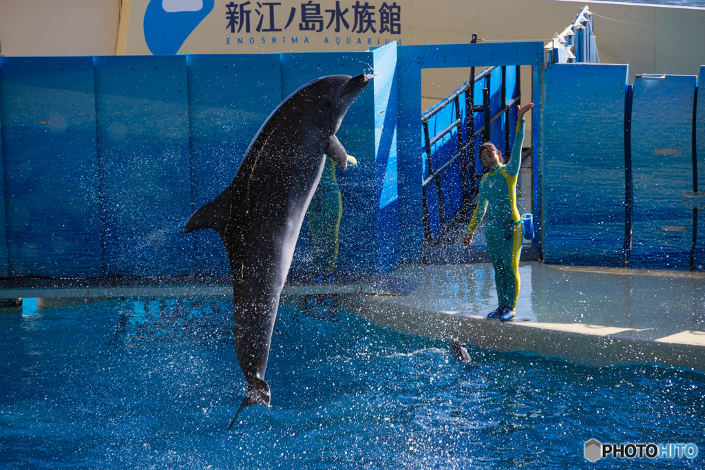 イルカショー・新江ノ島水族館